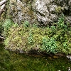Plants: image 79 Of 208 Thumb